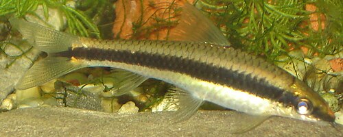 Siamese Algae Eater — reference photo