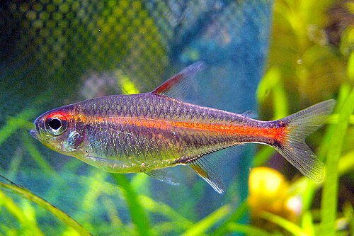 Glowlight Tetra — reference photo (Hemigrammus erythrozonus)