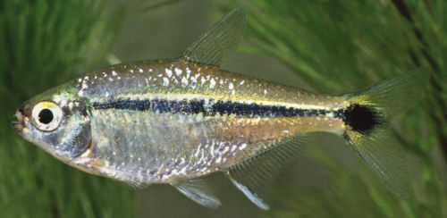 Black Line Tetra — reference photo