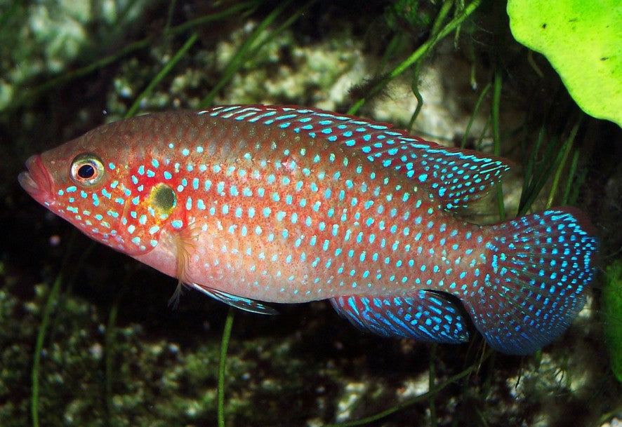 Jewel Cichlid — reference photo (Hemichromis)