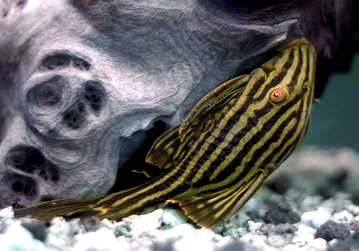 Royal Pleco — reference photo (Panaque nigrolineatus)