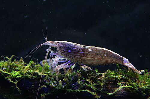 Bamboo Shrimp — reference photo