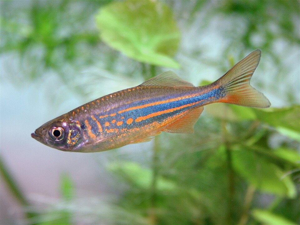 Giant Danio — reference photo (Devario aequipinnatus)