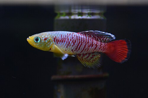 Redtail Turquoise Notho Killifish — reference photo