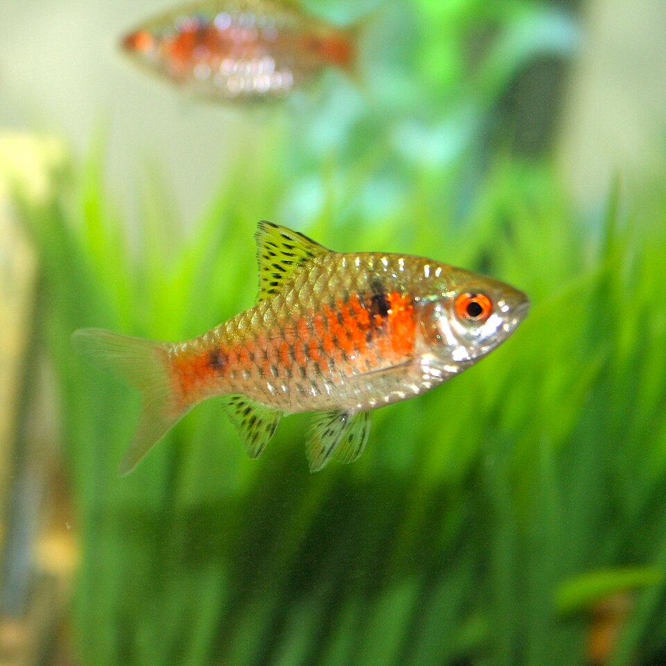 Odessa Barb — reference photo (Pethia padamya)
