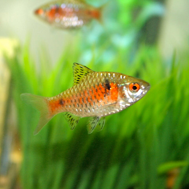 Reference photo of Odessa Barb