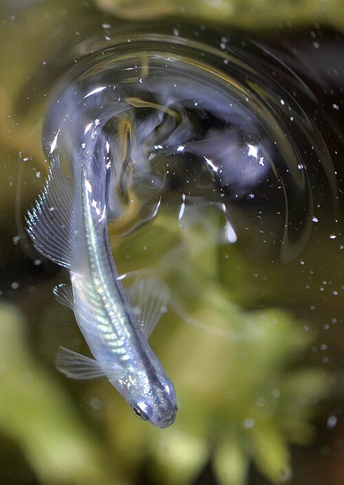 Blue Rice Fish — reference photo