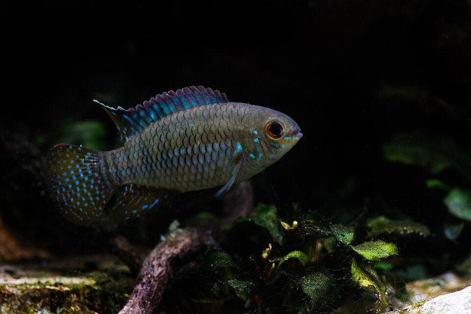 Curviceps — reference photo (Laetacara curviceps)