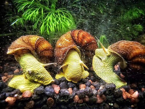 Rabbit Snail — reference photo