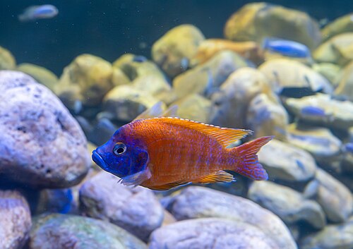 Peacock Cichlid — reference photo