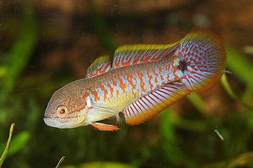 Peacock Gudgeon — reference photo