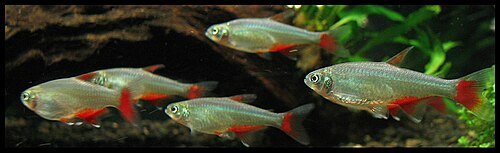 Classic Bloodfin Tetra — reference photo