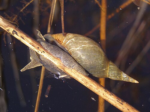 Yoda Snail — reference photo