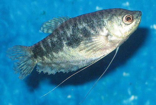 Opaline Gourami — reference photo