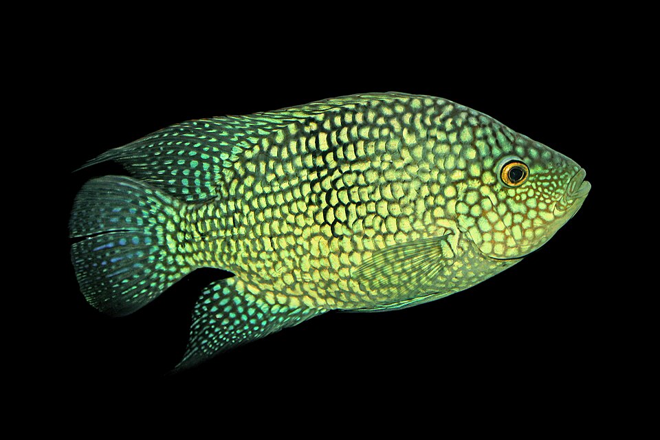 Green Texas Cichlid — reference photo (Herichthys carpintis)