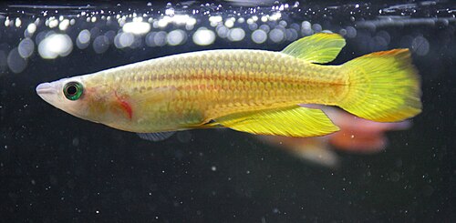 Golden Wonder Killifish — reference photo