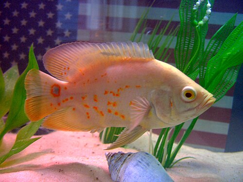 Albino Red Tiger Oscar — reference photo