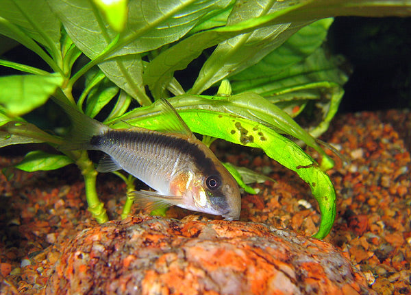 Skunk Cory — reference photo (Corydoras arcuatus)