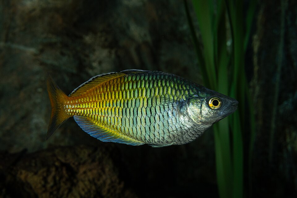 Boesemani Rainbowfish — reference photo (Melanotaenia boesemani)