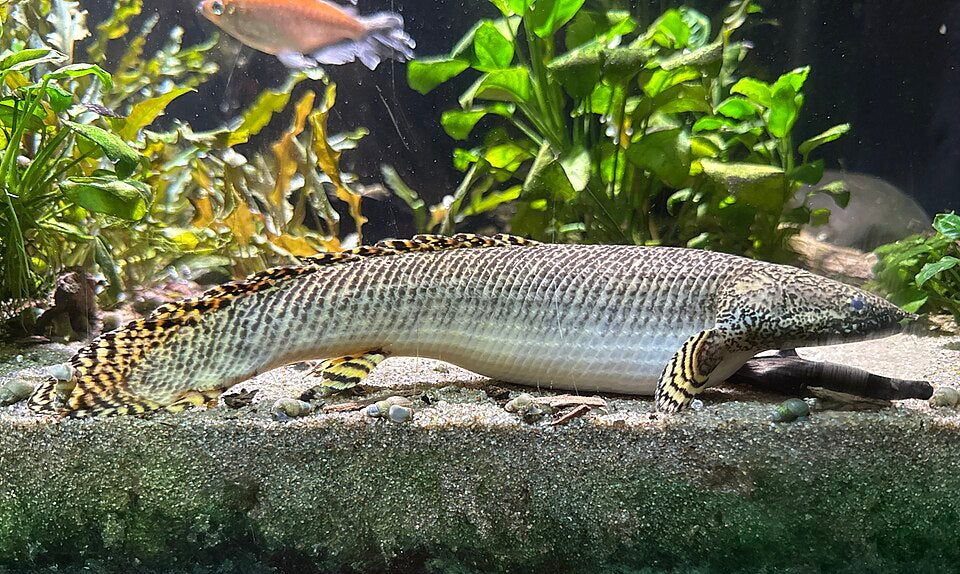 Ornate Bichir — reference photo (Polypterus ornatipinnis)