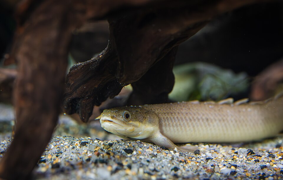 Senegal Bichir — reference photo (Polypterus senegalus)