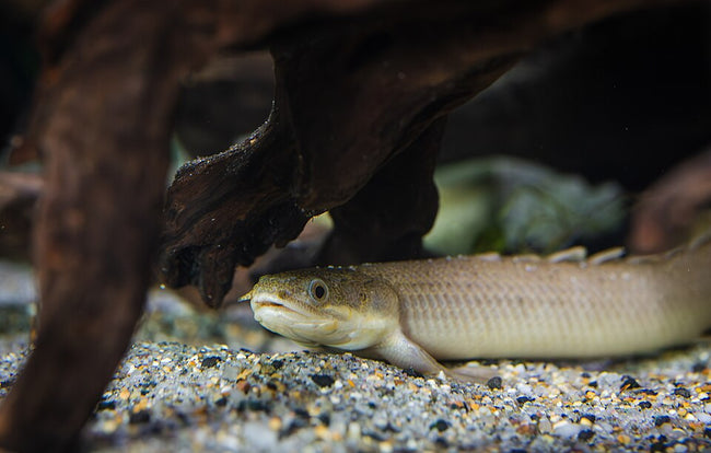 Reference photo of Senegal Bichir