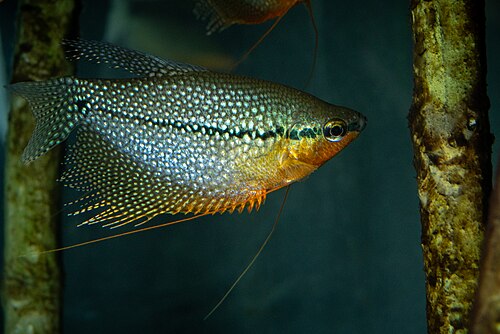 Pearl Gourami — reference photo