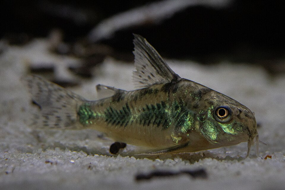 Pepper Cory — reference photo (Corydoras paleatus)