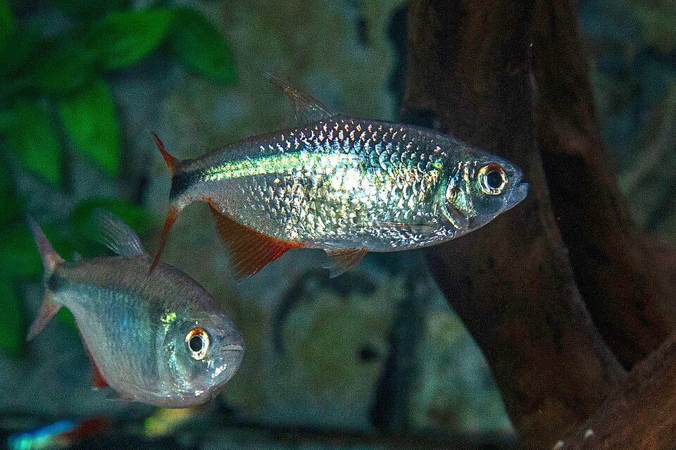 Buenos Aires Tetra — reference photo (Hyphessobrycon anisitsi)