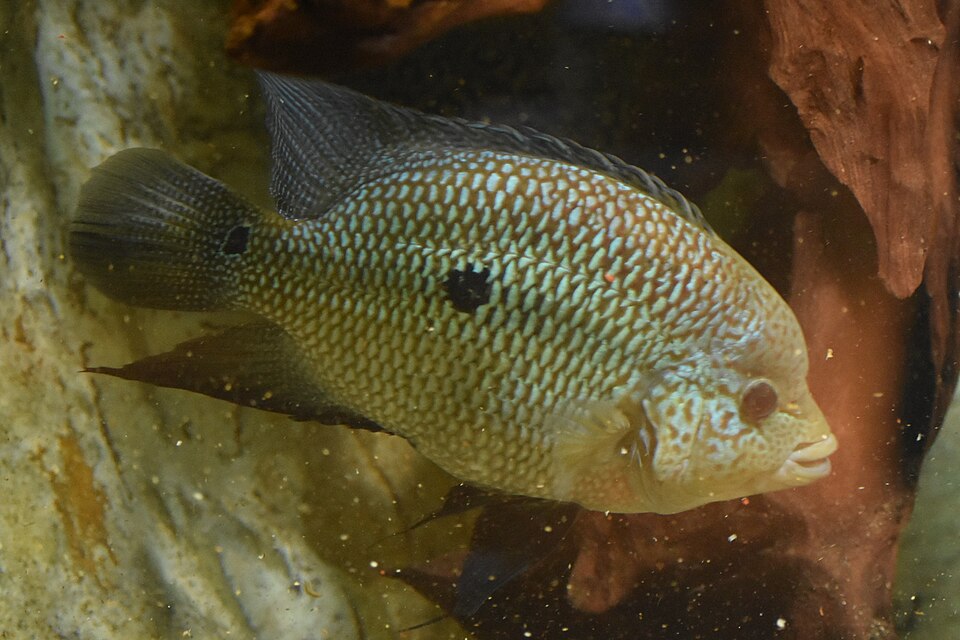 Umbee Cichlid — reference photo (Kronoheros umbriferus)