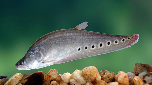 Clown Knife — reference photo (Chitala ornata)