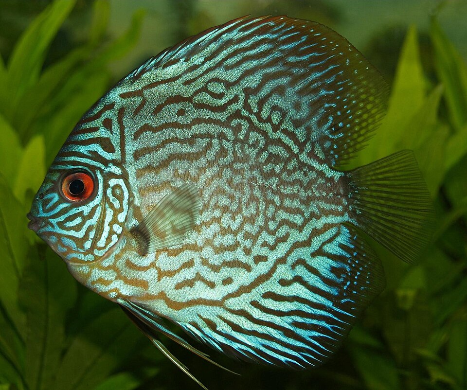 Discus — reference photo (Symphysodon)