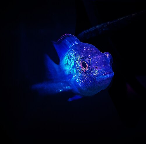 Electric Blue Acara — reference photo