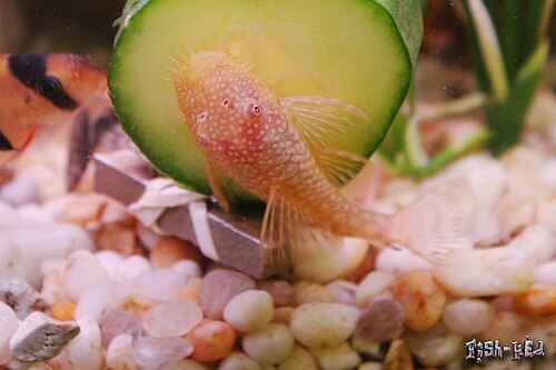 Albino Bristlenose Pleco — reference photo