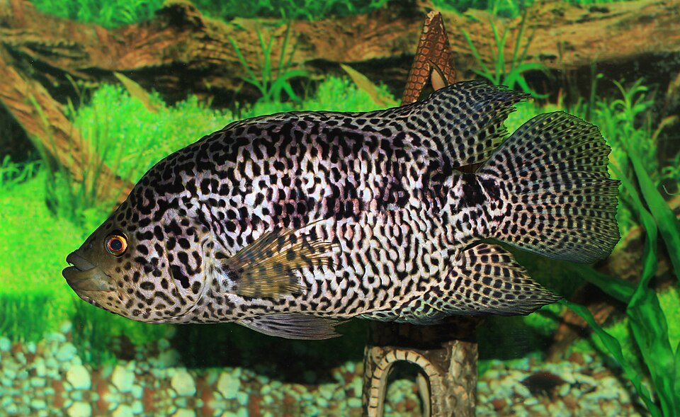 Jaguar Cichlid — reference photo (Parachromis managuensis)
