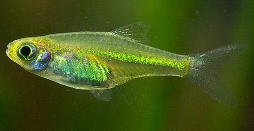 Green Kubotai Rasbora — reference photo (Microdevario kubotai)