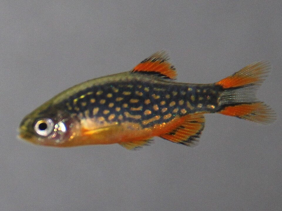 Galaxy Rasbora — reference photo (Danio margaritatus)