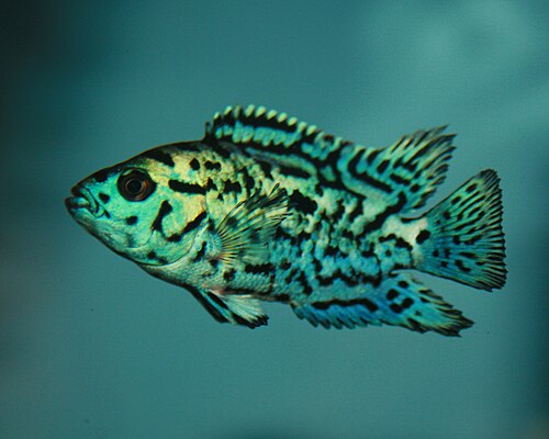Electric Blue Jack Dempsey — reference photo