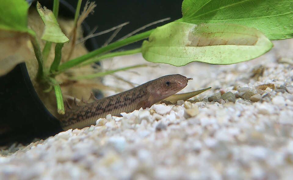Teugelsi Bichir — reference photo (Polypterus teugelsi)
