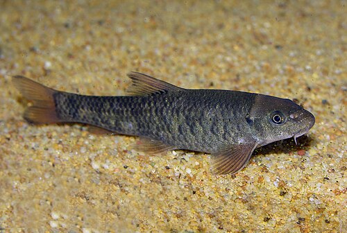 Doctor Fish — reference photo