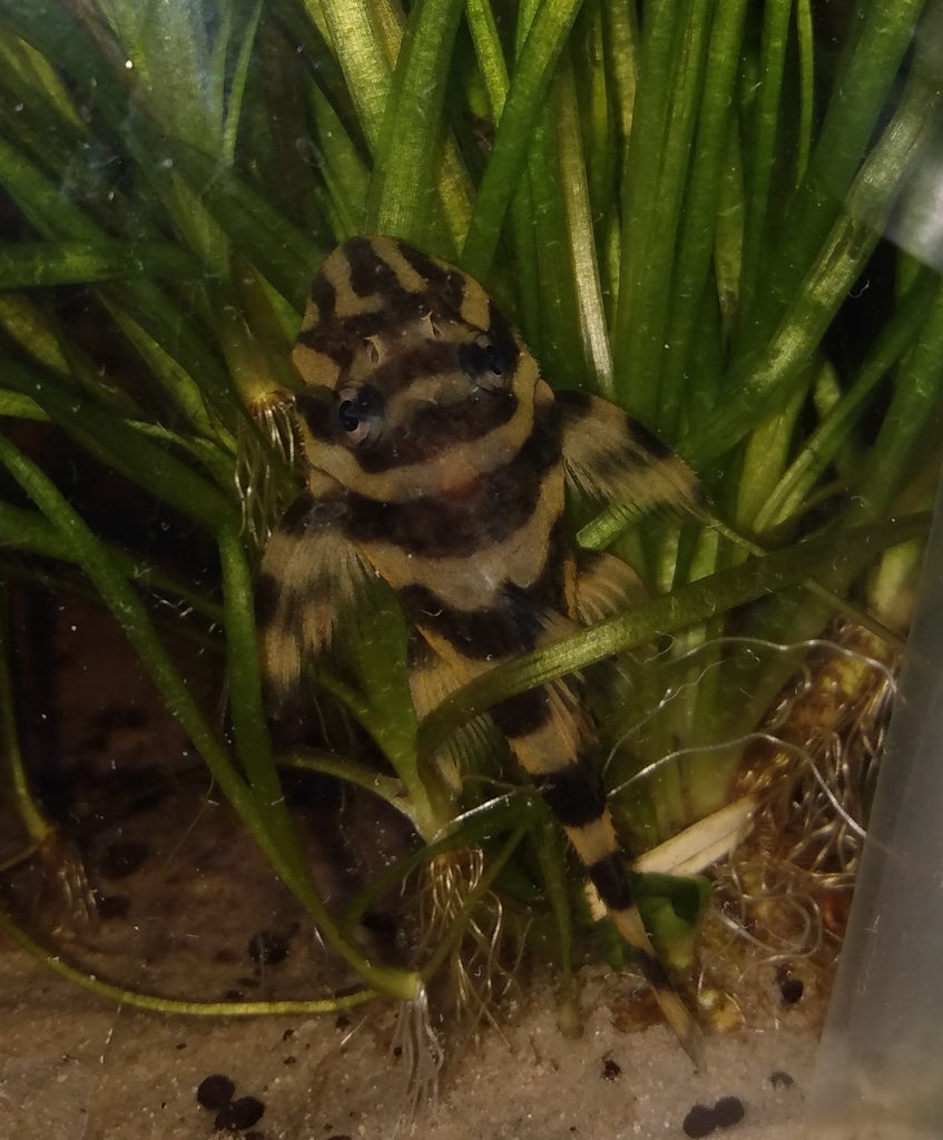 L168 Butterfly Pleco — reference photo (Dekeyseria brachyura)