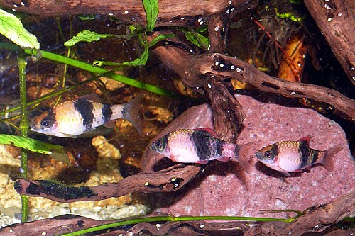 Banded Barb — reference photo