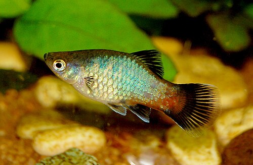 Mixed Platy — reference photo (Xiphophorus maculatus)
