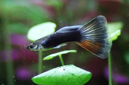 Assorted Fancy Guppy (Male) — reference photo