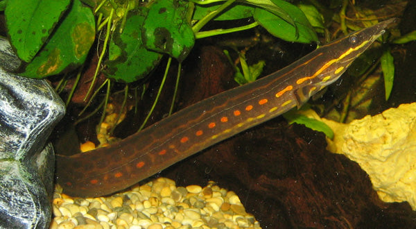 Fire Eel — reference photo (Mastacembelus erythrotaenia)