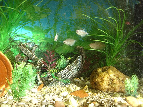 White Skirt Tetra — reference photo