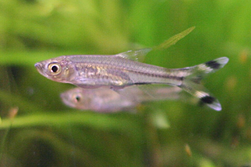 Scissortail Rasbora — reference photo (Rasbora trilineata)