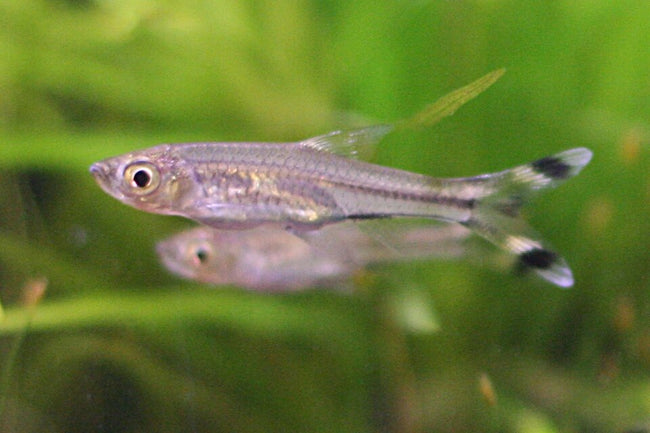 Reference photo of Scissortail Rasbora