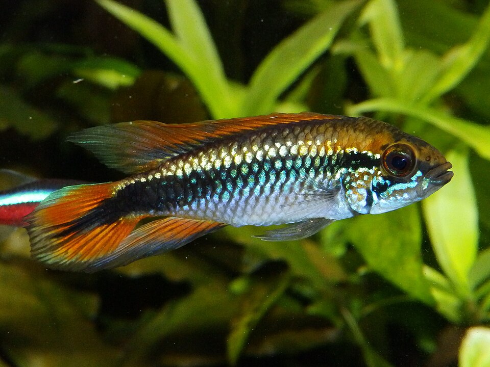 Agassizii Apisto — reference photo (Apistogramma agassizii)