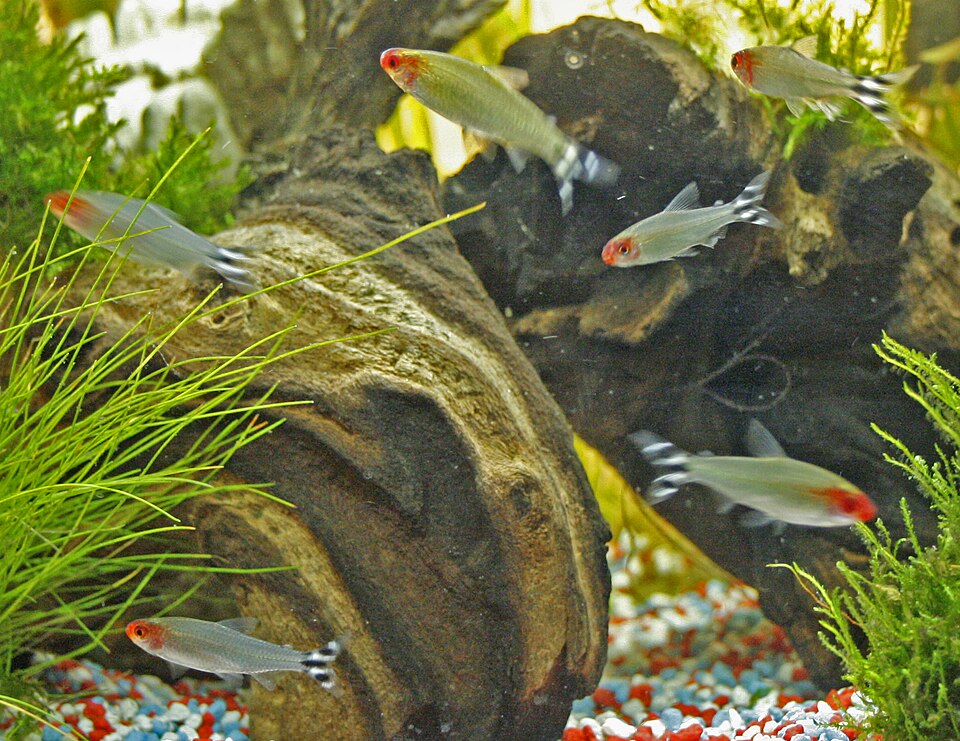 Rummy Nose — reference photo (Hemigrammus rhodostomus)